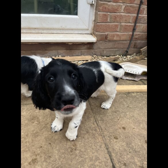 Sprocker Spaniel - Dogs