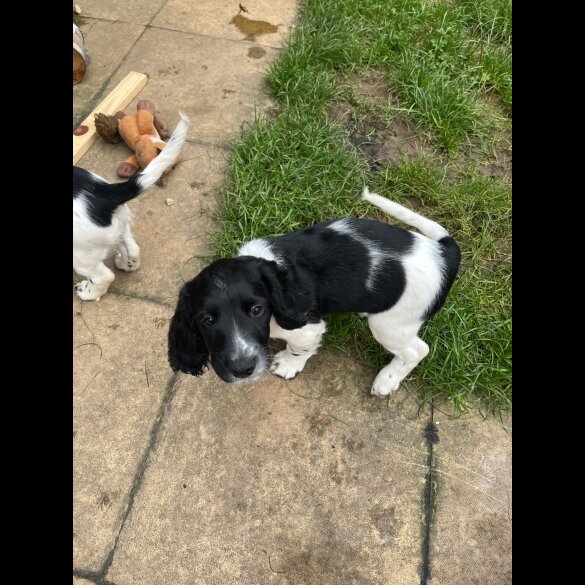 Sprocker Spaniel - Dogs