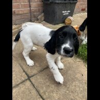 Sprocker Spaniel - Dogs