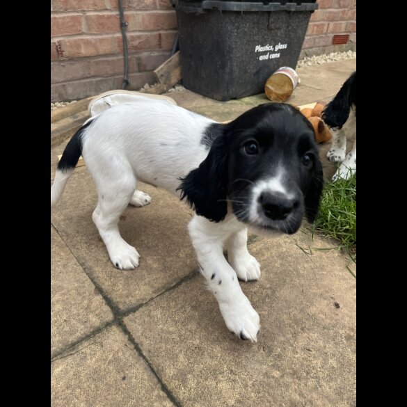 Sprocker Spaniel - Dogs