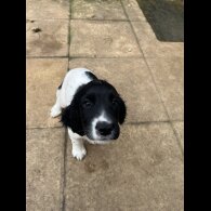 Sprocker Spaniel - Dogs