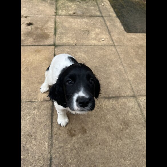 Sprocker Spaniel - Dogs