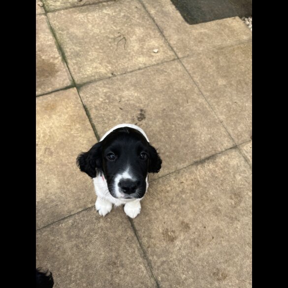 Sprocker Spaniel - Dogs