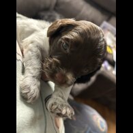 Sprocker Spaniel - Both