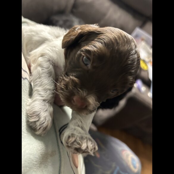 Sprocker Spaniel - Both