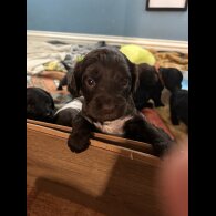 Sprocker Spaniel - Both