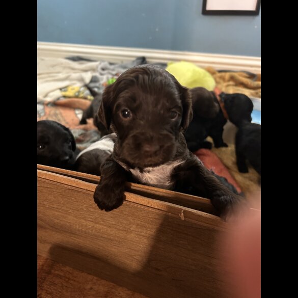 Sprocker Spaniel - Both