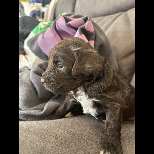 Sprocker Spaniel - Both