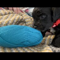 Sprocker Spaniel - Both