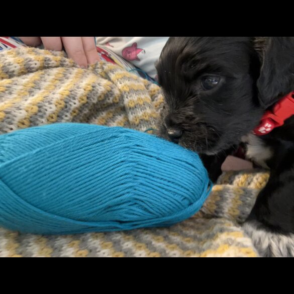 Sprocker Spaniel - Both