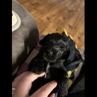 Sprocker Spaniel - Both