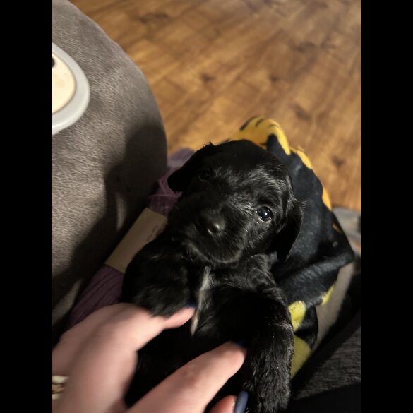 Sprocker Spaniel - Both