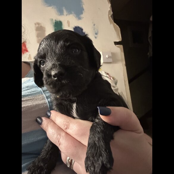 Sprocker Spaniel - Both