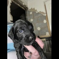 Sprocker Spaniel - Both