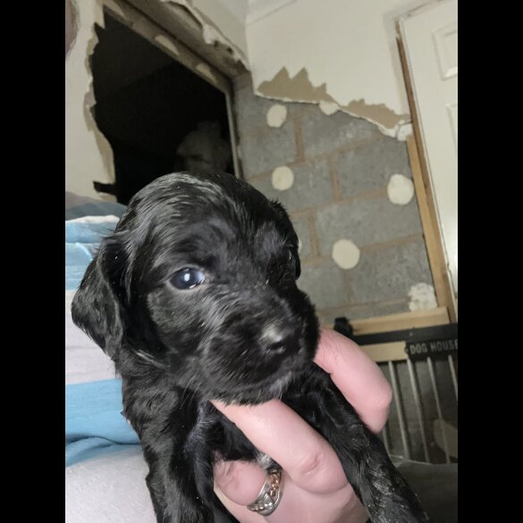 Sprocker Spaniel - Both