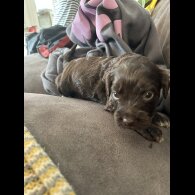 Sprocker Spaniel - Both