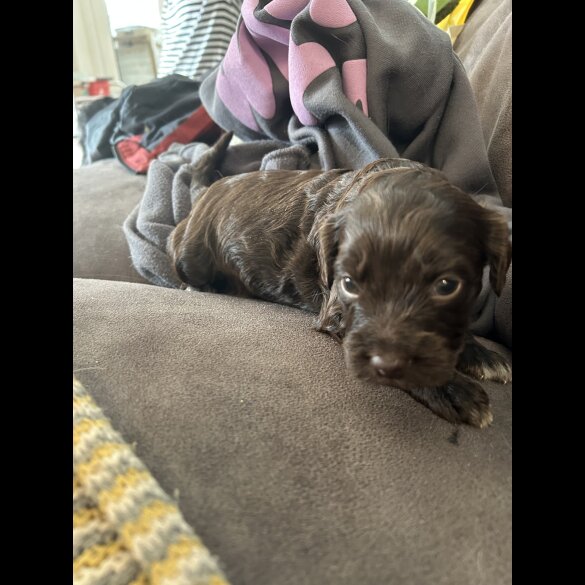 Sprocker Spaniel - Both