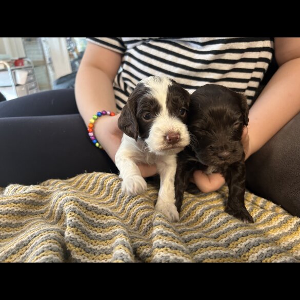 Sprocker Spaniel - Both