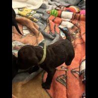 Sprocker Spaniel - Both