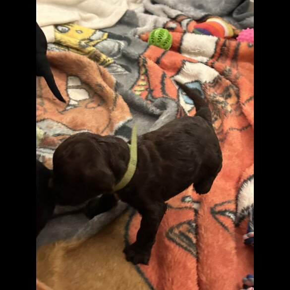 Sprocker Spaniel - Both