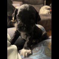 Sprocker Spaniel - Both