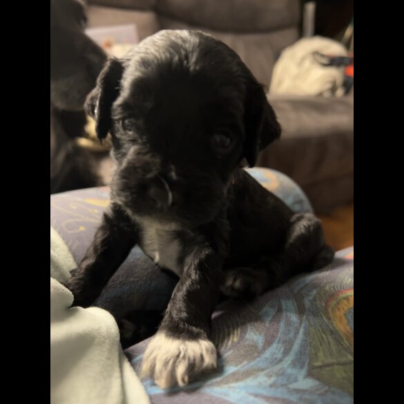 Sprocker Spaniel - Both
