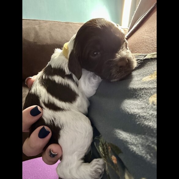 Sprocker Spaniel - Both