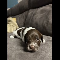 Sprocker Spaniel - Both