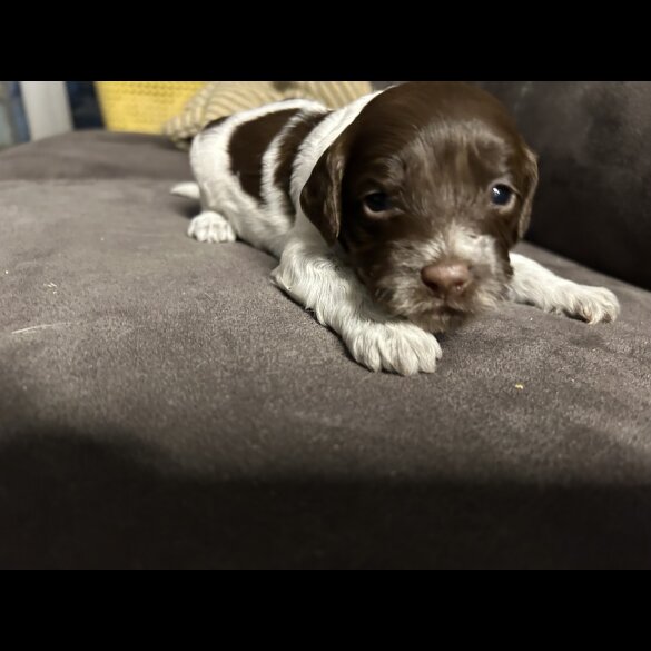 Sprocker Spaniel - Both