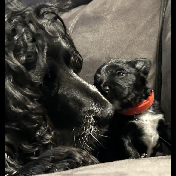 Sprocker Spaniel - Both