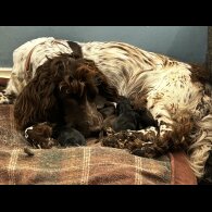 Sprocker Spaniel - Both