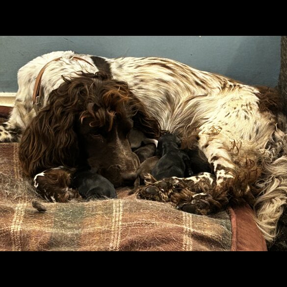 Sprocker Spaniel - Both