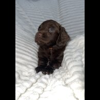 Sprocker Spaniel - Dogs