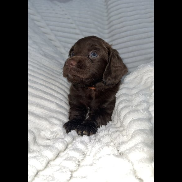 Sprocker Spaniel - Dogs