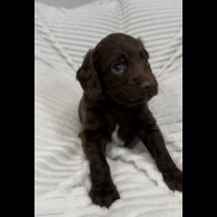 Sprocker Spaniel - Dogs