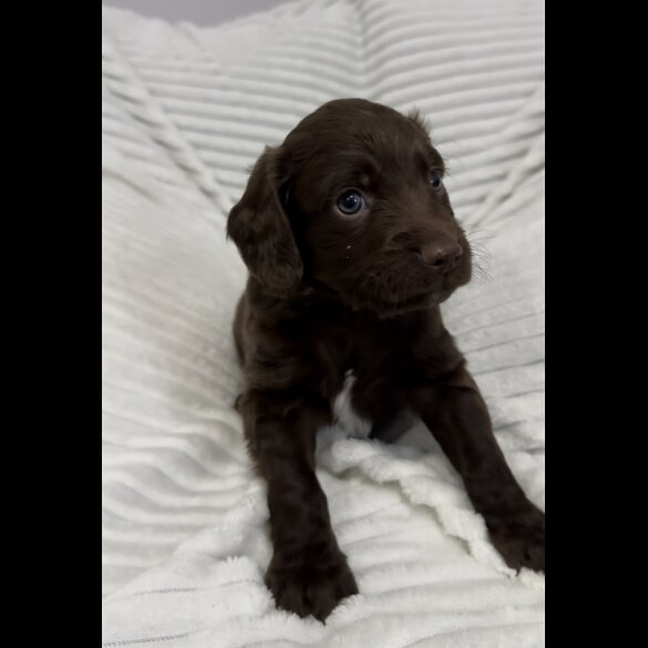 Sprocker Spaniel - Dogs