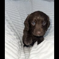 Sprocker Spaniel - Dogs