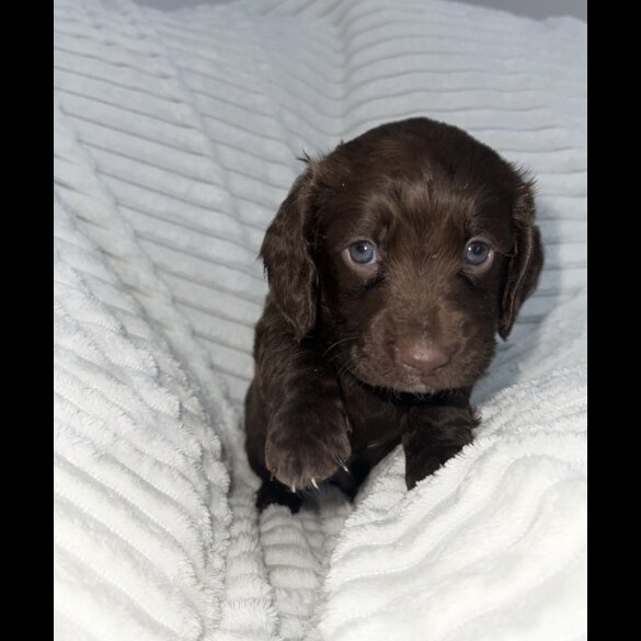 Sprocker Spaniel - Dogs