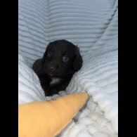 Sprocker Spaniel - Dogs