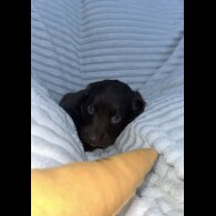 Sprocker Spaniel - Dogs