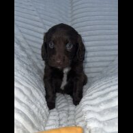 Sprocker Spaniel - Dogs