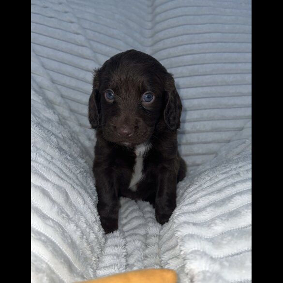 Sprocker Spaniel - Dogs