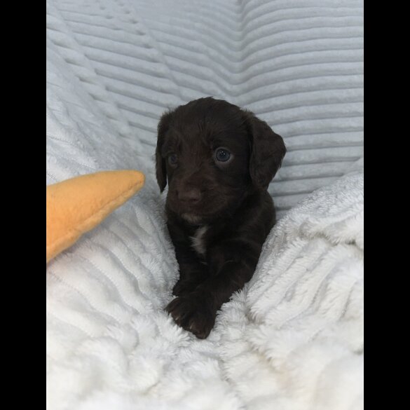 Sprocker Spaniel - Dogs