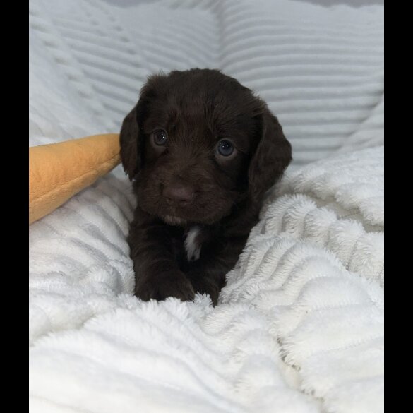 Sprocker Spaniel - Dogs