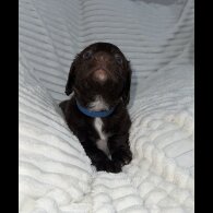 Sprocker Spaniel - Dogs