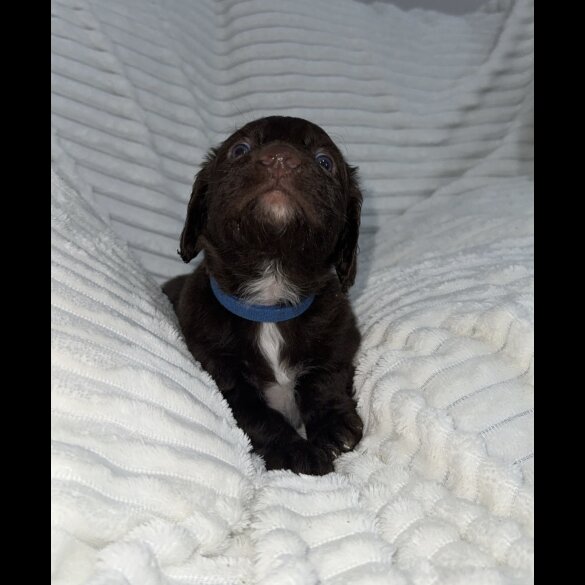 Sprocker Spaniel - Dogs
