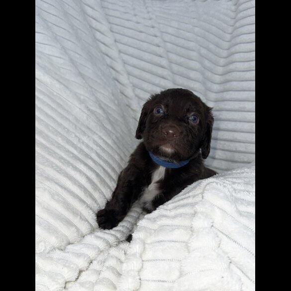 Sprocker Spaniel - Dogs