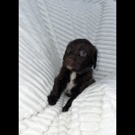 Sprocker Spaniel - Dogs