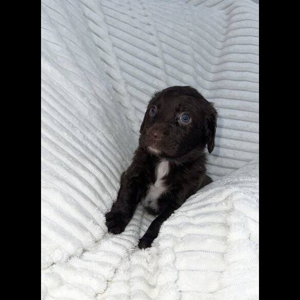 Sprocker Spaniel - Dogs