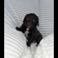 Sprocker Spaniel - Dogs